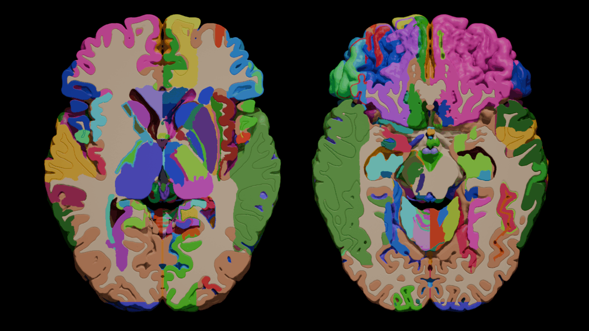 High-Fidelity 3d Brain Model for medical students - SYSTEMATOMY